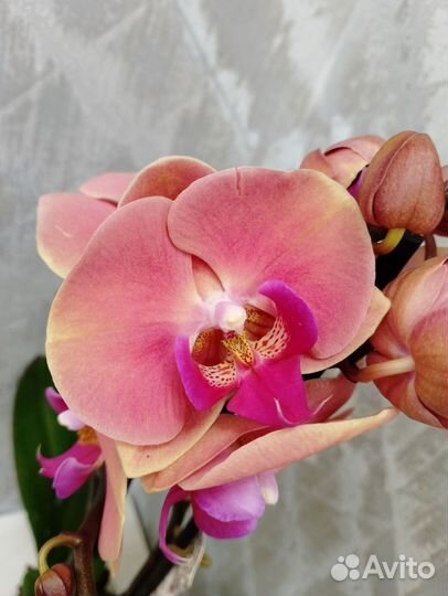 Цветущая орхидея Фелиция