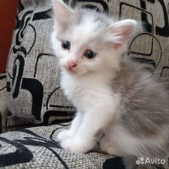 Кошки в добрые руки бесплатно