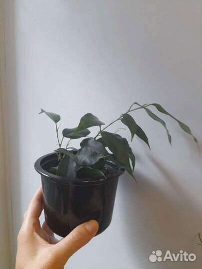 Молочай беложильчатый, фикус