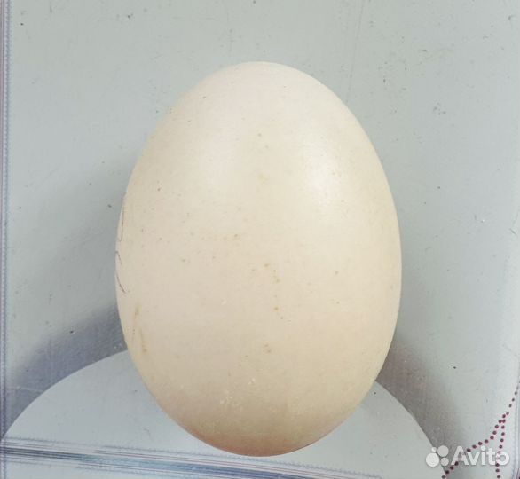 Инкубационное яйцо