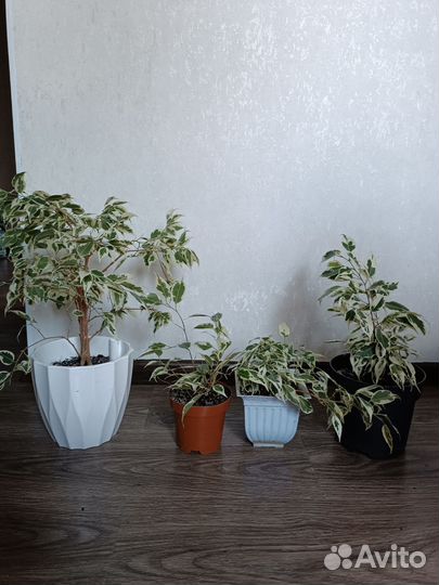 Фикус бенджамина твайлайт