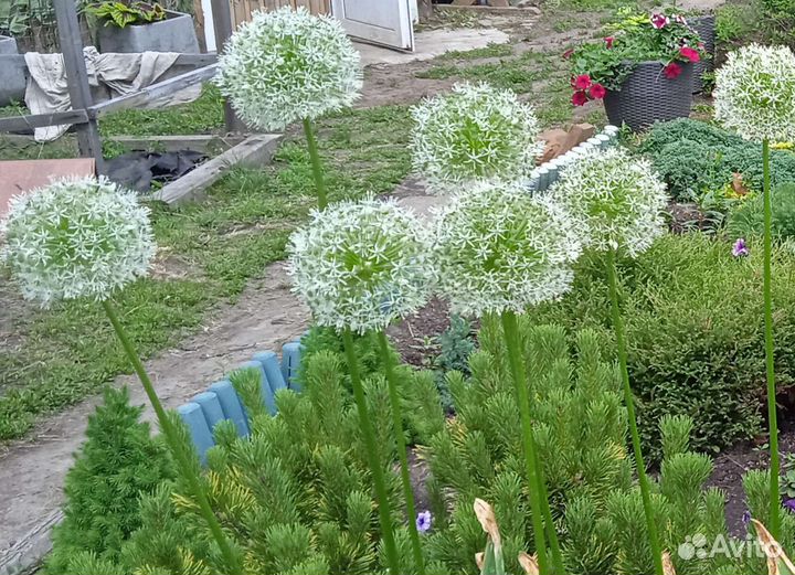 Декоративный лук