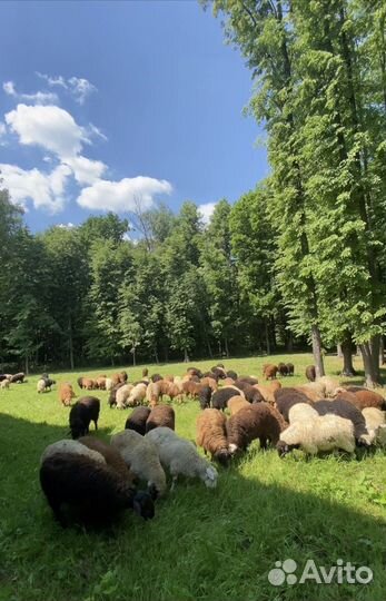 Бараны, курбан байрам, ураза байрам халяль