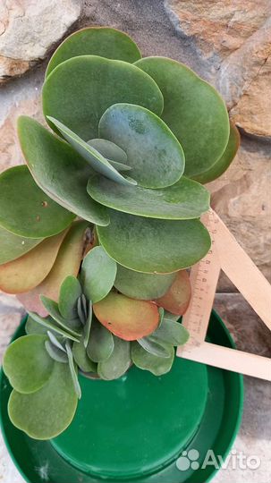 Суккуленты