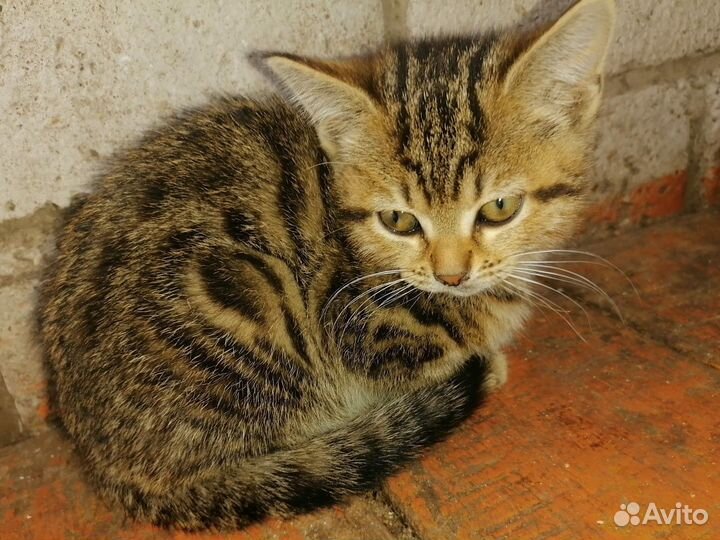 Домашние животные котята