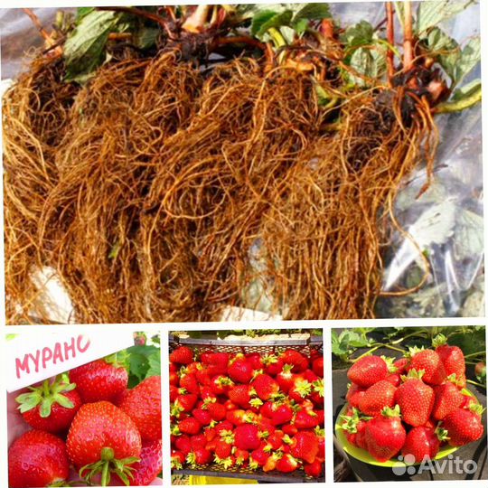 Рассада клубники ремонтантная сорт Мурано