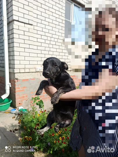 Щенки. бесплатно