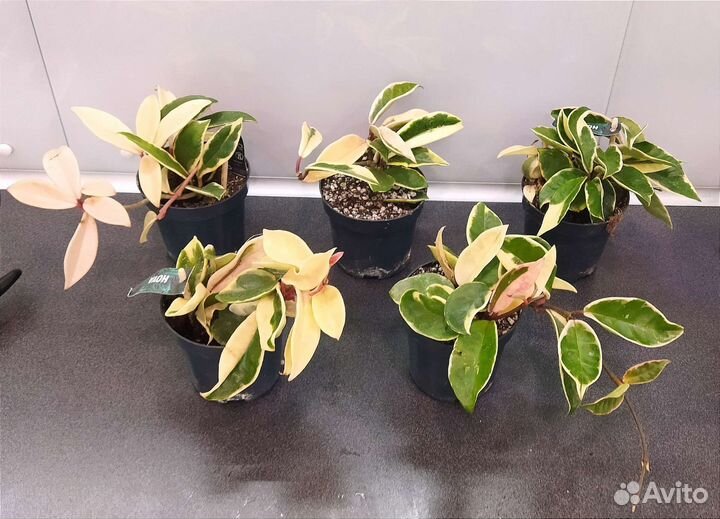 Хойя блэк ливз,альбомаргината,кримсон квин,куртиси