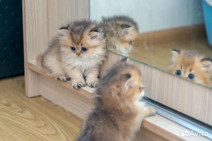 Шотландские котята