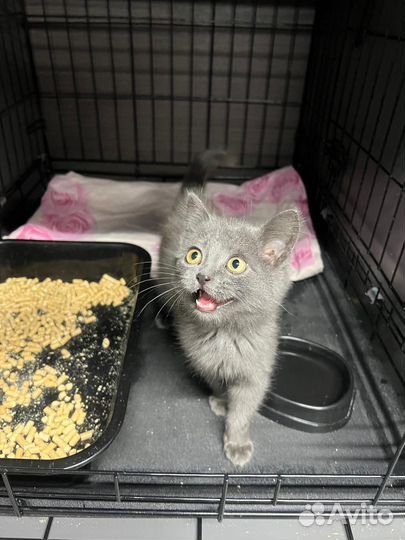 Котёнок 2,5 месяца