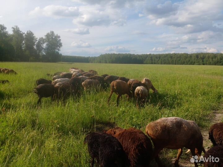 Курдючные бараны овцы