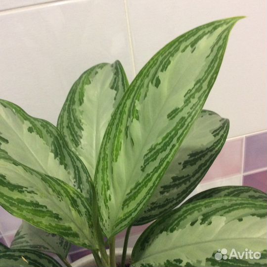 Aglaonema