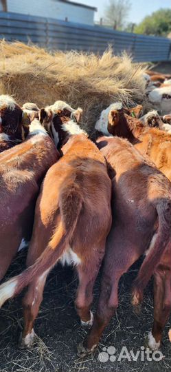 Телки грейфрод 6 месячные 63 голов