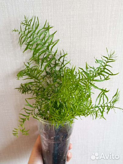 Папоротник Нефролепис Биссерата (рыбья кость)