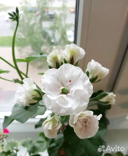 Пеларгония Ice Rose