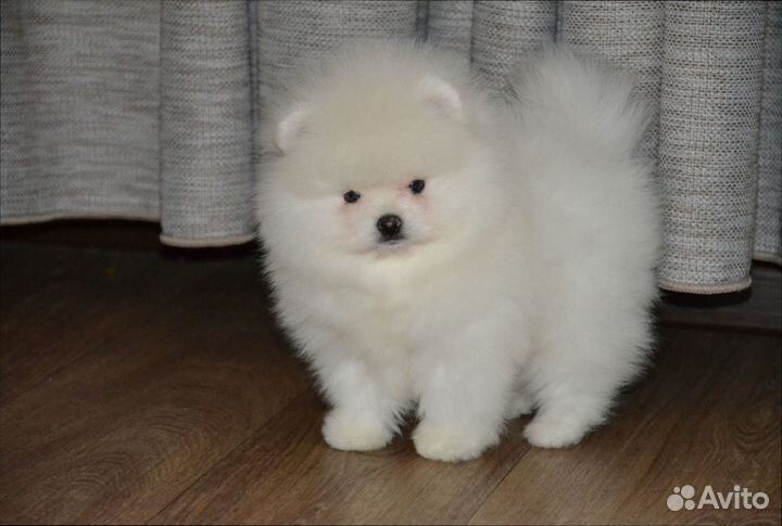 Померанский шпиц