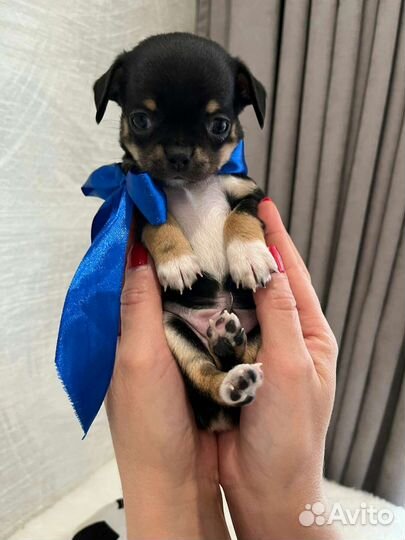 Мини щенки чихуахуа