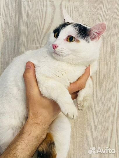 Кошечка в добрые руки