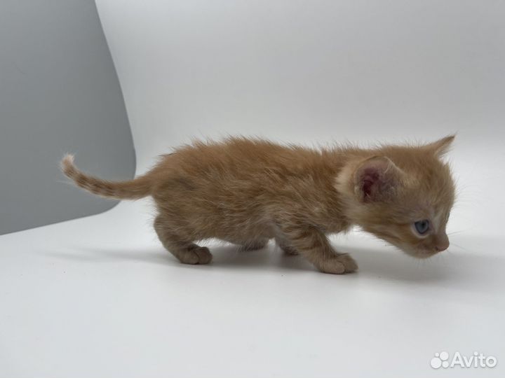 Котята в добрые руки даром