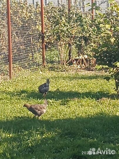 Куры молодки