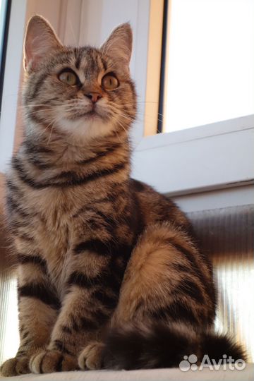 Молодая кошечка до года мраморная ласковая девочка