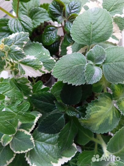 Плектрантус