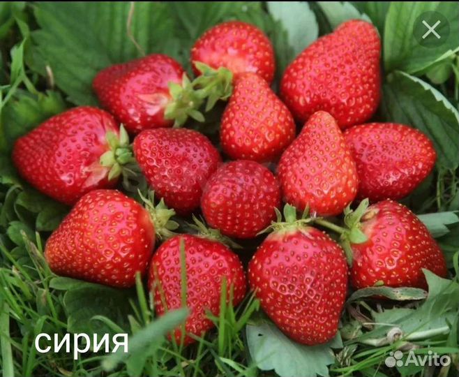 Рассада клубники сирия