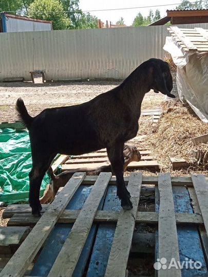 Нубийские козлята