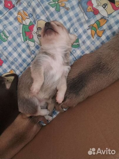 Той-терьер щенки