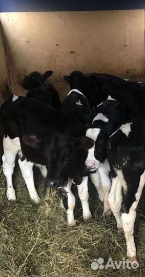 Бычки телята для откорма