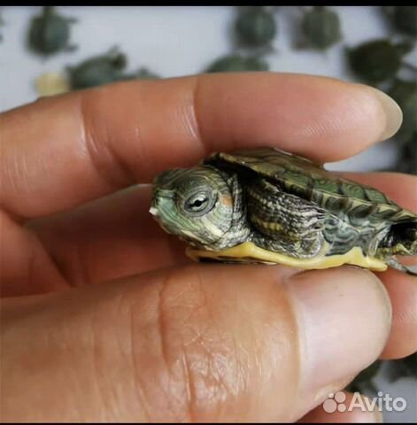 Красноухие черепахи Опт объявление продам