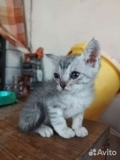 Кошка