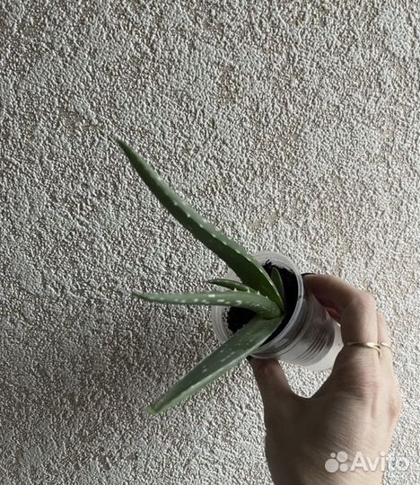 Алоэ лечебный отросток