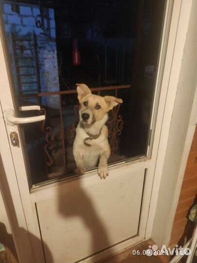 Собака в добрые руки