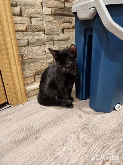 Британские котята