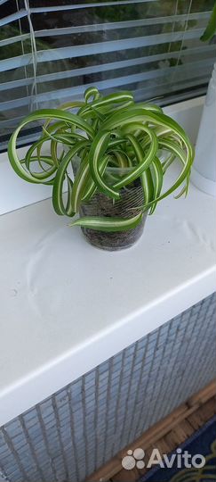 Хлорофитум кудрявый