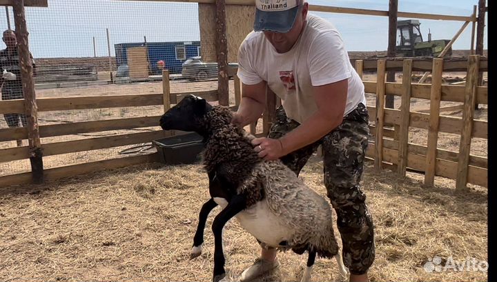 Баран кросс дорпер