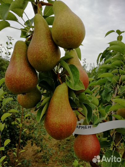 Саженцы и черенки плодовых деревьев и винограда