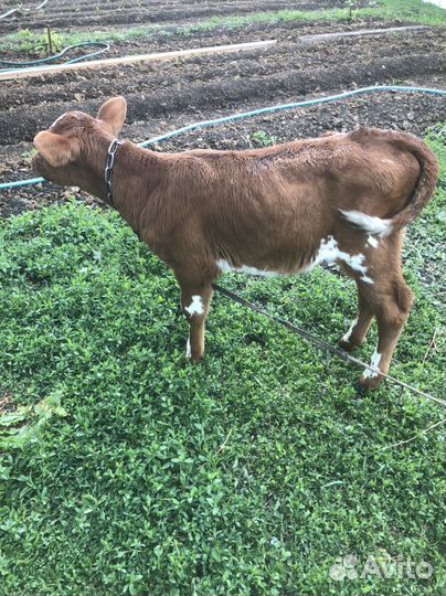 Корова телка