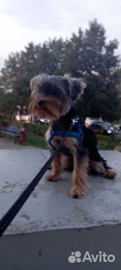 Йоркширский терьер мини