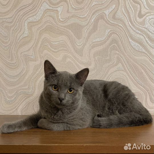 Котёнок мальчик