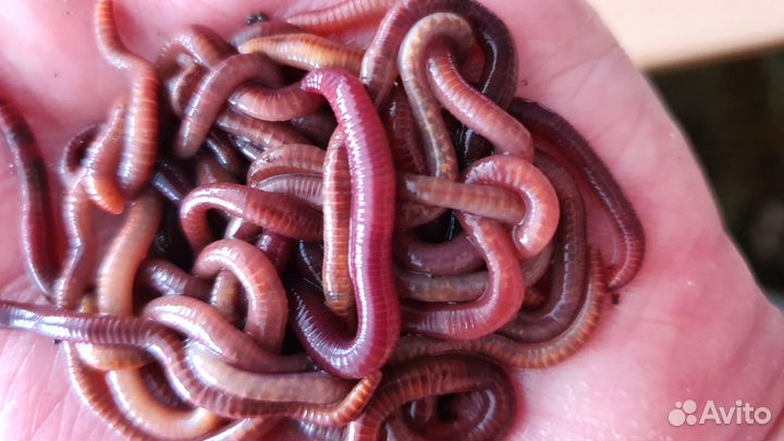 Червь для рыбалки