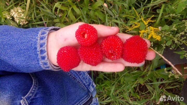 Тибетская малина