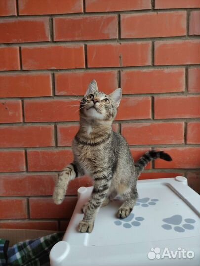 Котёнок ищет дом