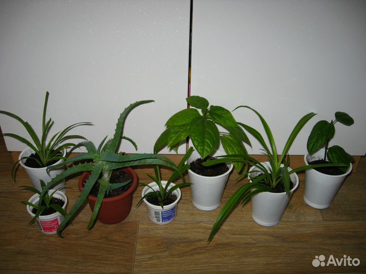 Комнатные цветы