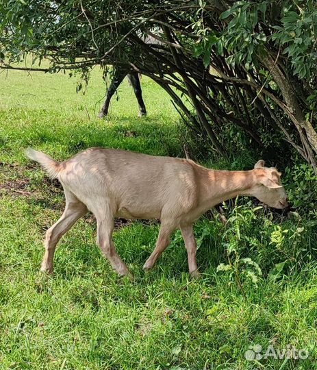 Чешские козы