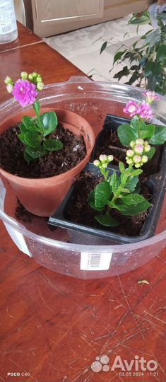 Каланхоэ цветущий, махровые