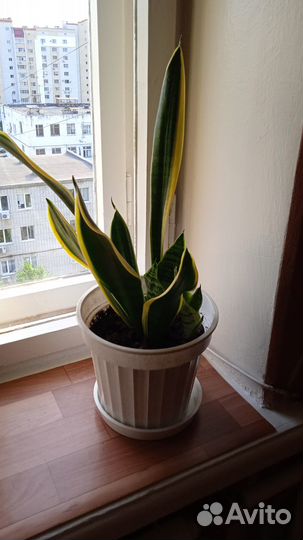 Цветы сансевиерия