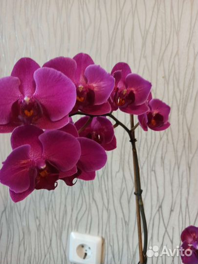 Орхидея фаленопсис бабочка