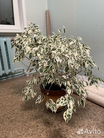 Комнатные цветы